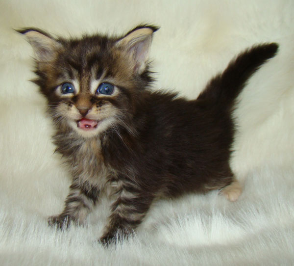    Catsvill County!   !    !       !!!    Catsvill County +7-926-544-74-09     .   ,   ,   ,    ,   ,  ,     ,   -,    ,   !